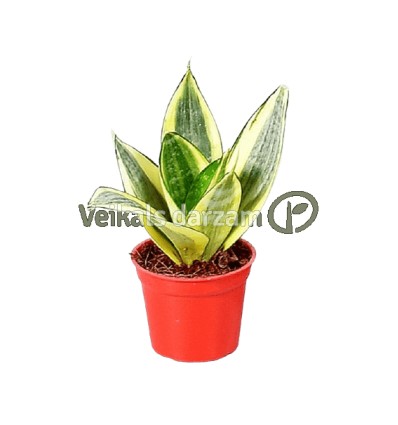 SANSEVJĒRA (SANSEVIERIA) GOLDEN 12Ø25H