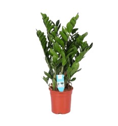 ZĀMIJA (ZAMIOCULCAS ZAMIFOL.)21Ø80H