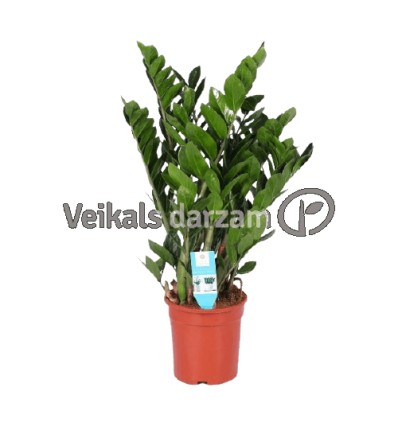 ZĀMIJA (ZAMIOCULCAS ZAMIFOL.)21Ø80H