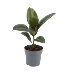 FIKUSS (FICUS ELASTICA) ROBUSTA 12Ø35H