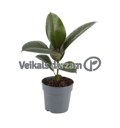 FIKUSS (FICUS ELASTICA) ROBUSTA 12Ø35H