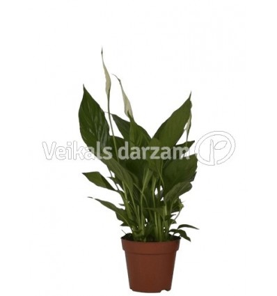 MIERA LILIJA (SPATHIPHYLLUM) 3FL TORELLI 12Ø40H