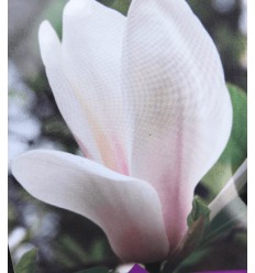 MAGNOLIJA SULANŽO ALBA SUPERBA