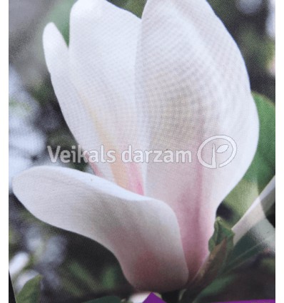 MAGNOLIJA SULANŽO ALBA SUPERBA