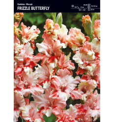 GLADIOLAS FRIZZLE BUTTERFLY