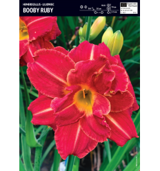 DIENZIEDES BOOBY RUBY