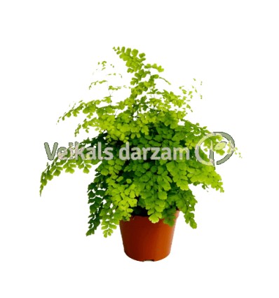 ADIANTS (ADIANTUM) FRAGRANS 13Ø 35H