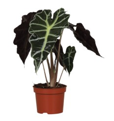 ALOKĀZIJA (ALOCASIA) POLLY 17Ø50H