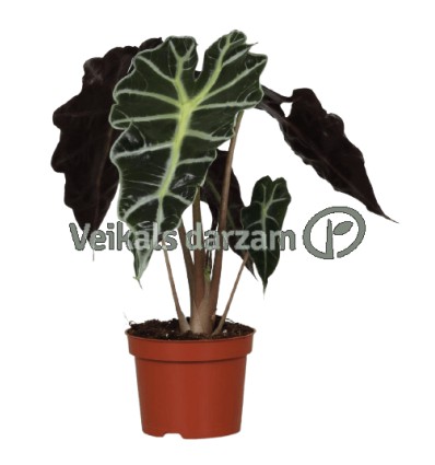 ALOKĀZIJA (ALOCASIA) POLLY 17Ø50H