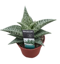 ALVEJA (ALOE VARIEGATA) TRIBAL 10,5Ø17H