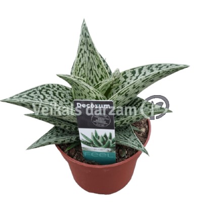 ALVEJA (ALOE VARIEGATA) TRIBAL 10,5Ø17H