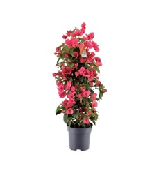 BUGENVILIJA (BOUGAINVILLEA) RED 17Ø65H