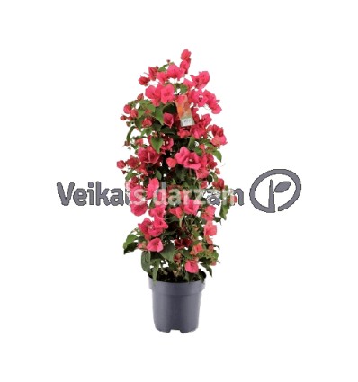 BUGENVILIJA (BOUGAINVILLEA) RED 17Ø65H