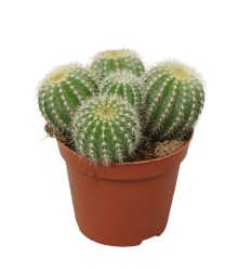 PARODIJA (ERIOCACTUS WARASII) 8,5Ø12H