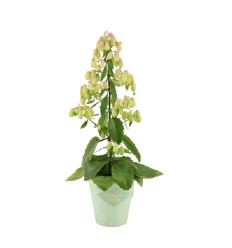 KALANHOJE (KALANCHOE) MAGIC BELL 14Ø65H