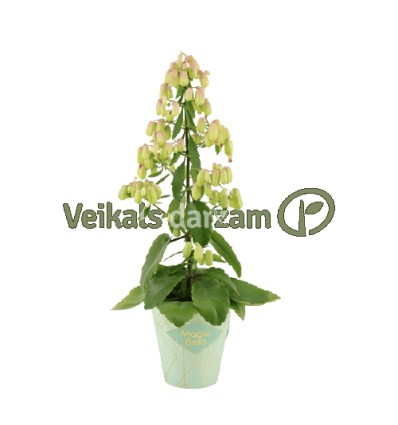 KALANHOJE (KALANCHOE) MAGIC BELL 14Ø65H