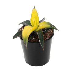 SANSEVJĒRA (SANSEVIERIA) STAR CANARY 9Ø15H