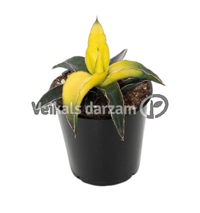 SANSEVJĒRA (SANSEVIERIA) STAR CANARY 9Ø15H