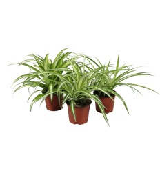 HLOROFĪTS (CHLOROPHYTUM) 12Ø 25H