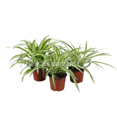 HLOROFĪTS (CHLOROPHYTUM) 12Ø 25H