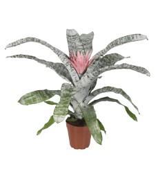 EHMEJA (AECHMEA) FASCIATA PRIMERA 15Ø65H