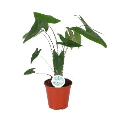 ALOKĀZIJA (ALOCASIA) ZEBRINA 14Ø45H