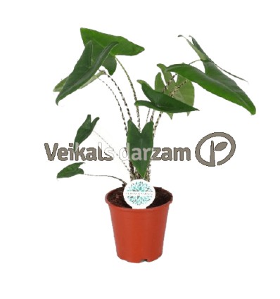 ALOKĀZIJA (ALOCASIA) ZEBRINA 14Ø45H