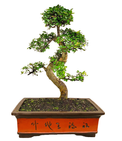 BONSAI KOKS P60 90H