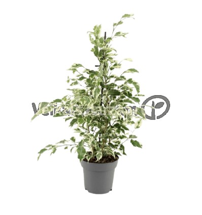 FIKUSS (FICUS) TWILIGHT 14Ø55H