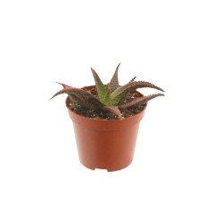 ALVEJA (ALOE) CAROLA 8,5Ø15H