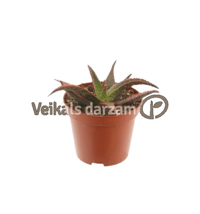 ALVEJA (ALOE) CAROLA 8,5Ø15H