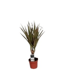 DRACĒNA (DRACAENA) BICOLOR 7Ø35H