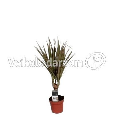 DRACĒNA (DRACAENA) BICOLOR 7Ø35H