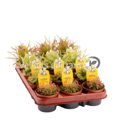 RASENE (DROSERA) MIX 8,5Ø15H