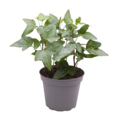 EFEJA (HEDERA HELIX) GREEN 7Ø15H