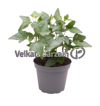 EFEJA (HEDERA HELIX) GREEN 7Ø15H