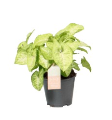 SINGONIJA (SYNGONIUM) GOLDEN GREE 14Ø30H