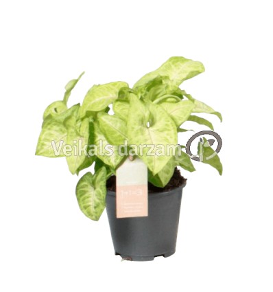 SINGONIJA (SYNGONIUM) GOLDEN GREE 14Ø30H