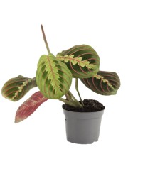 MARANTA (LEUCONEURA) FASCINATOR 8,5Ø25H