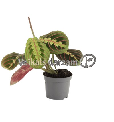 MARANTA (LEUCONEURA) FASCINATOR 8,5Ø25H