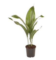 ASPIDISTRA (ASPIDISTRA ELATIOR) 13Ø50H