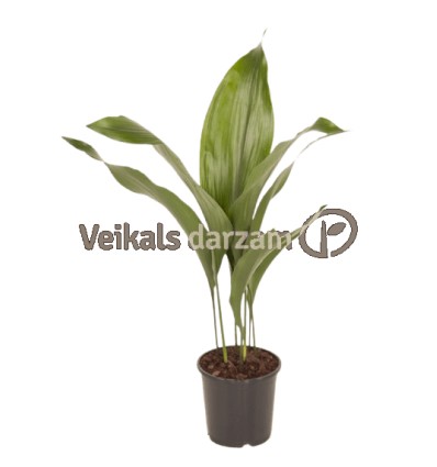 ASPIDISTRA (ASPIDISTRA ELATIOR) 13Ø50H