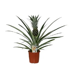 ANANĀSS (ANANAS) CHAMPACA 14Ø60H