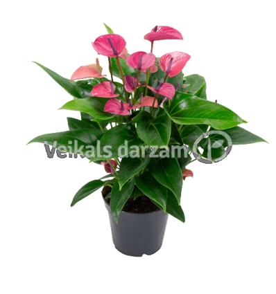 ANTHURIUM KAMA PURPURS 17Ø50H