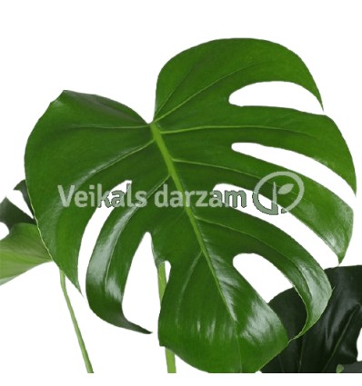 MONSTERA (MONSTERA DELICIOSA) 14Ø45H