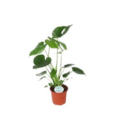 MONSTERA (MONSTERA DELICIOSA) 14Ø45H