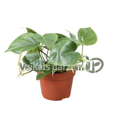 FILODENDRS (PHILODENDRON SCAND.) 13Ø10H