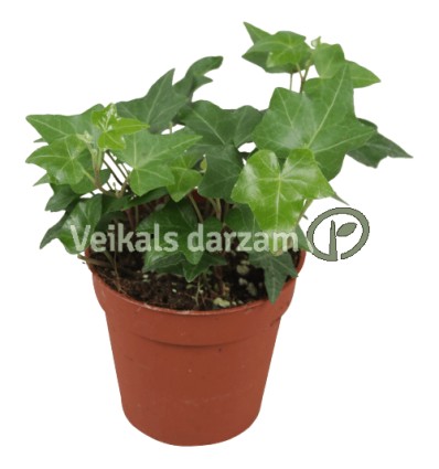 EFEJA (HEDERA HELIX) GREEN 9Ø5H