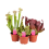 SARACĒNIJA (SARRACENIA) MIX 12Ø30H