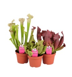 SARACĒNIJA (SARRACENIA) MIX 12Ø30H